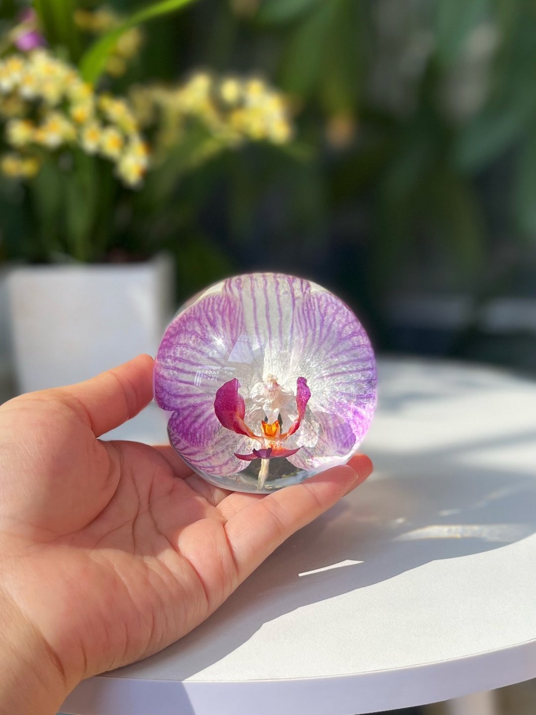 粉色蝴蝶蘭真花標本擺件 植物禮物 - 摆饰 - 植物．花 