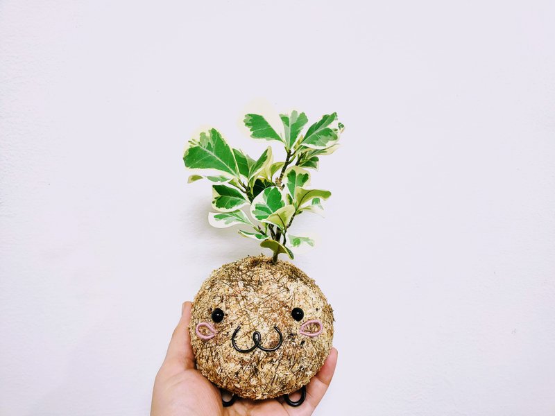 创意苔球│斑叶三角榕│阳台植物│喜光植物│观叶植物 - 植栽/盆栽 - 植物．花 多色