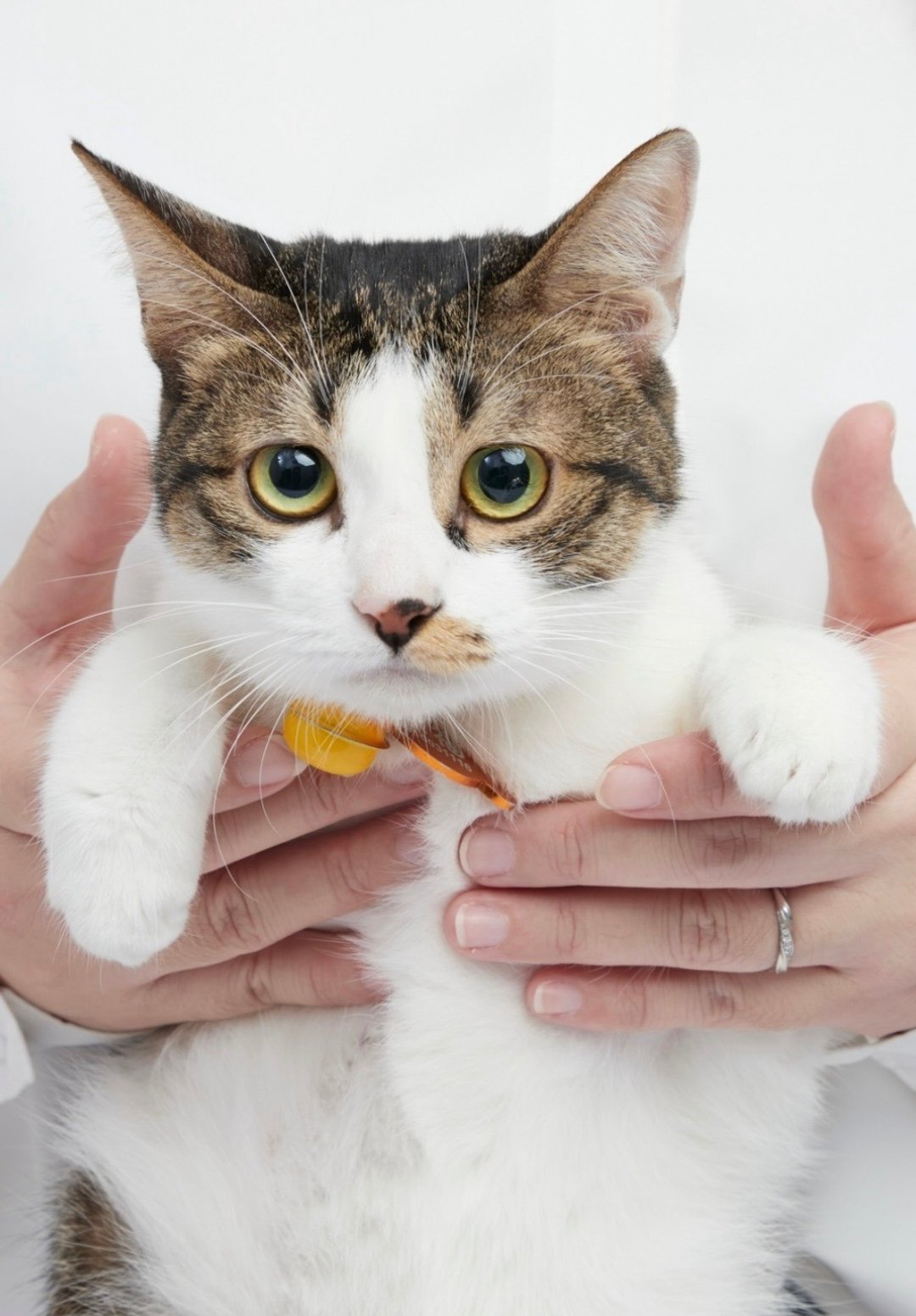 猫咪印花氯丁橡胶织带 - 发饰 - 聚酯纤维 白色