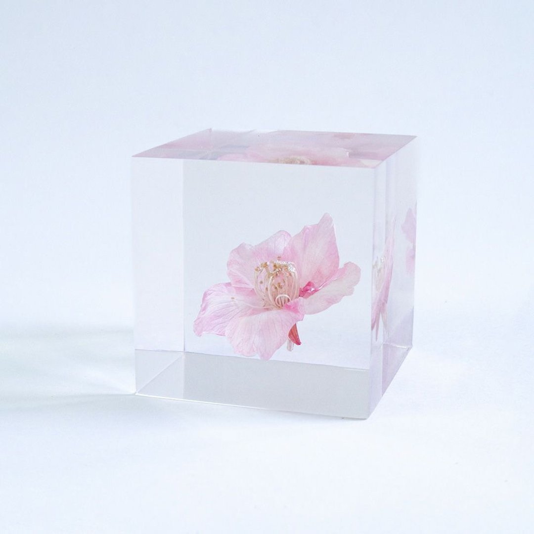 Sola cube 河津樱立方块_托付思念、纯洁、淡泊 - 摆饰 - 植物．花 透明