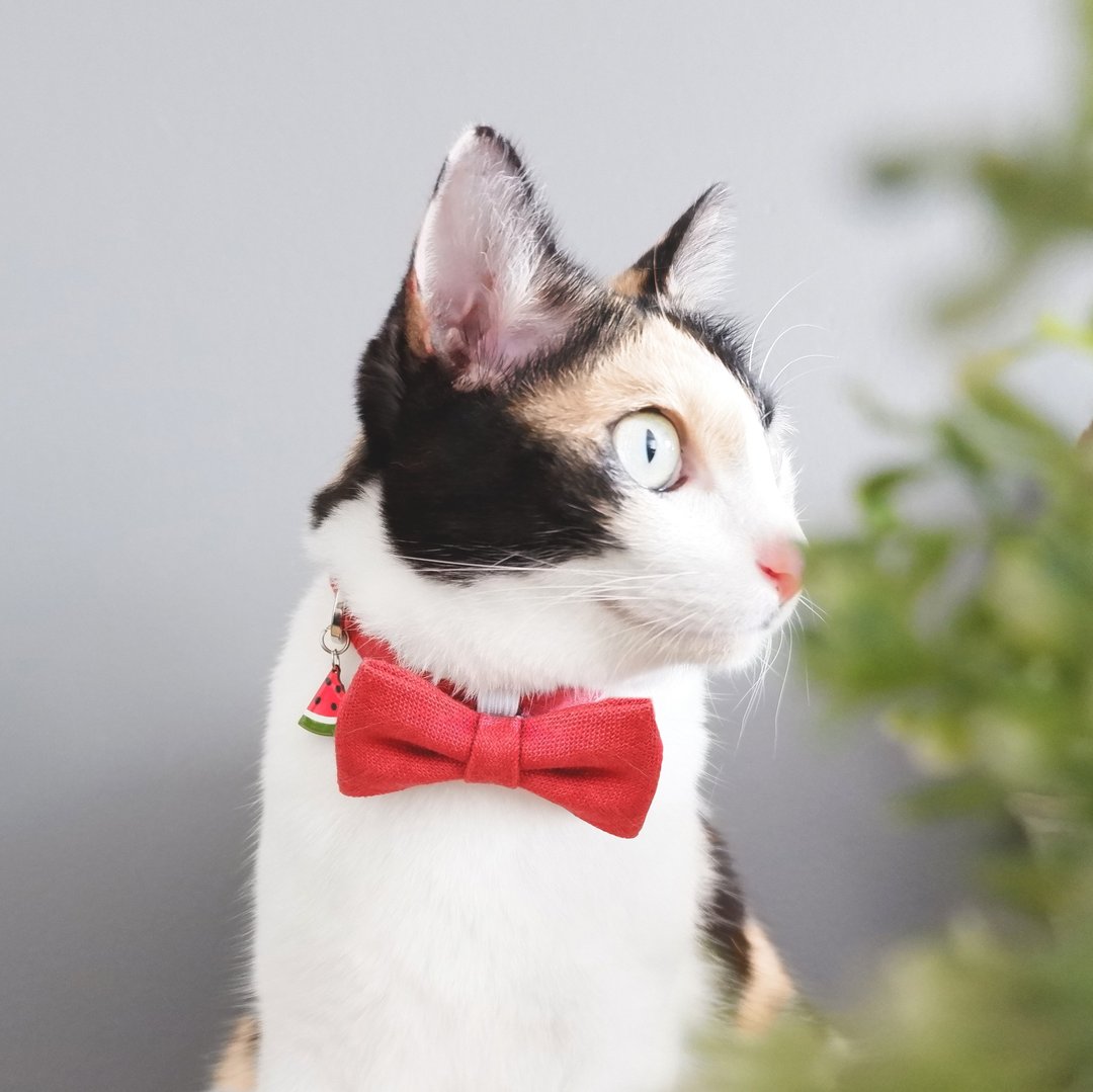 Velvet - Breakaway cat cotton collar with Watermelon Charm - 项圈/牵绳 - 棉 红色