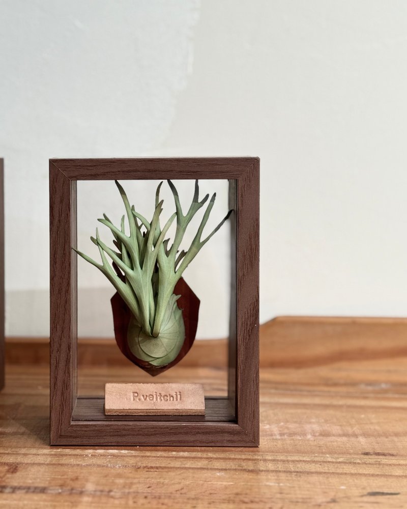 P. veitchii 立叶银鹿_皮革鹿角蕨相框 - 摆饰 - 真皮 