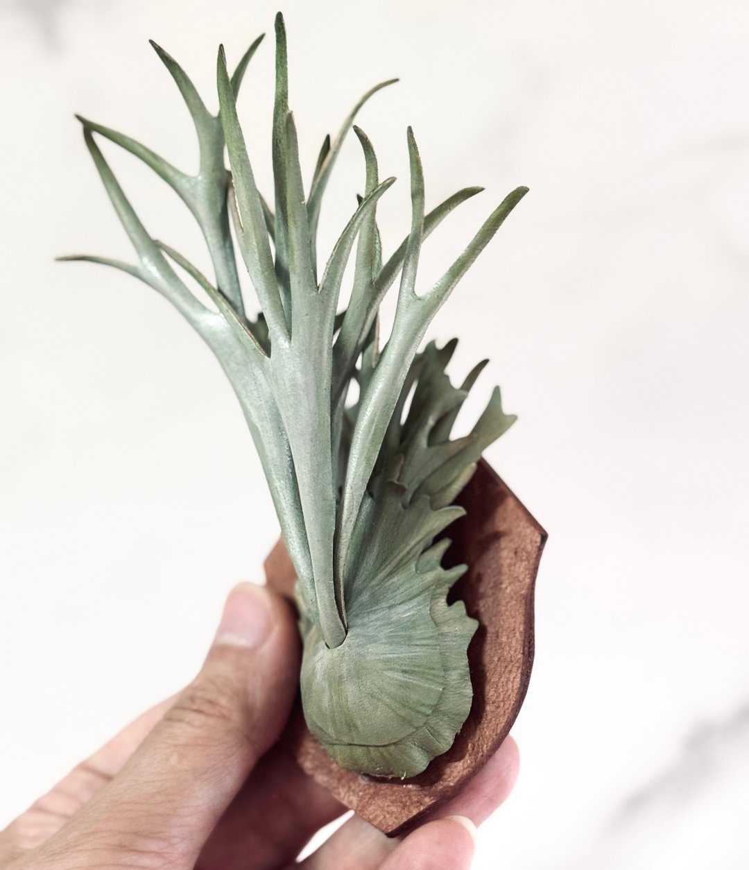 皮革制 P. veitchii 立叶银鹿鹿角蕨相框_送礼/收藏 - 摆饰 - 真皮 