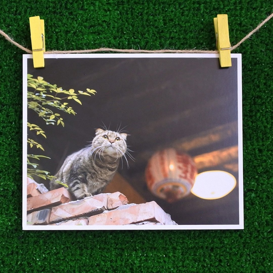 3猫小铺猫咪写真明信片(摄影:猫夫人) – 思念 - 卡片/明信片 - 纸 