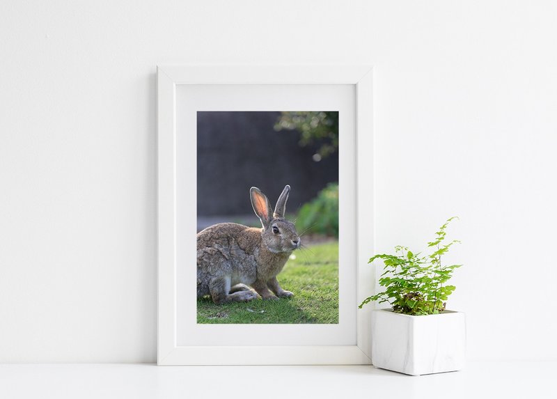 兔子摄影艺术微喷作品 - 沐浴晨光 - 海报/装饰画/版画 - 纸 绿色