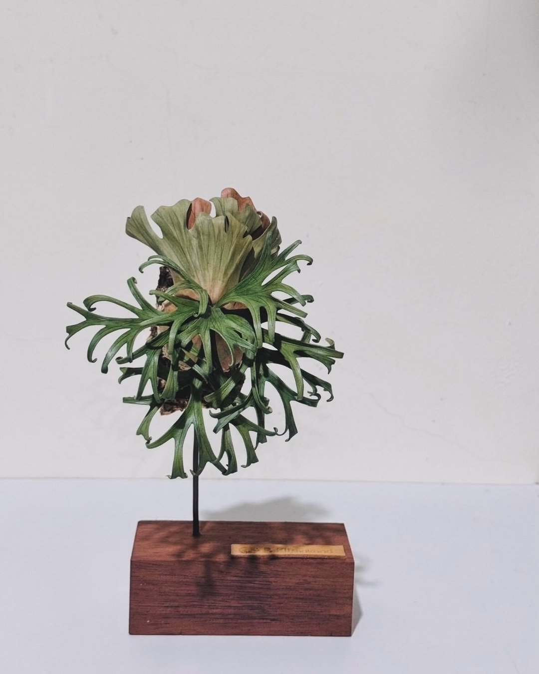 皮革制 P. Platycerium Kitshakood 亚皇鹿角蕨立架展示_送礼/收藏 - 摆饰 - 真皮 