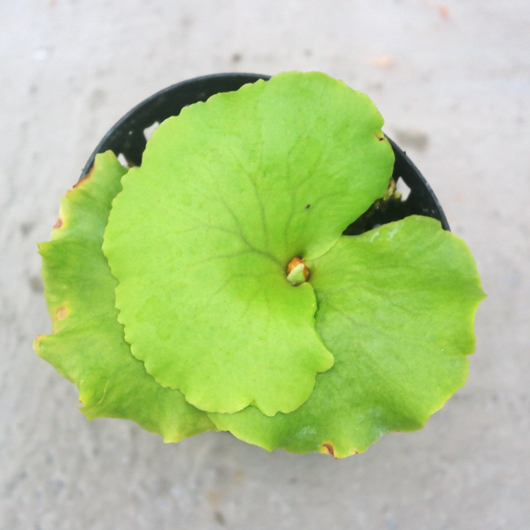 【豆豆多肉】【圆叶亚猴】乔迁│送礼│升迁│多肉植物 - 植栽/盆栽 - 植物．花 多色