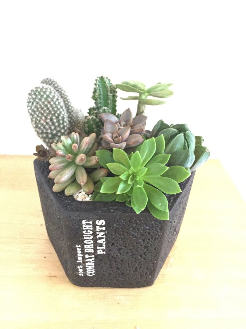 ［纯自然］ 盆栽 多肉 植物 组盆 六角黑盆 送礼 疗愈 小物 可爱 - 植栽/盆栽 - 植物．花 绿色