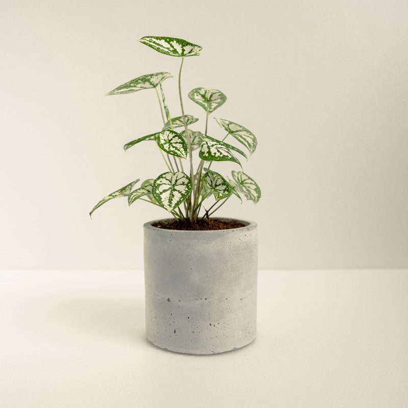 雪天使彩叶芋│泥作系列│福所栽 - 植栽/盆栽 - 水泥 白色