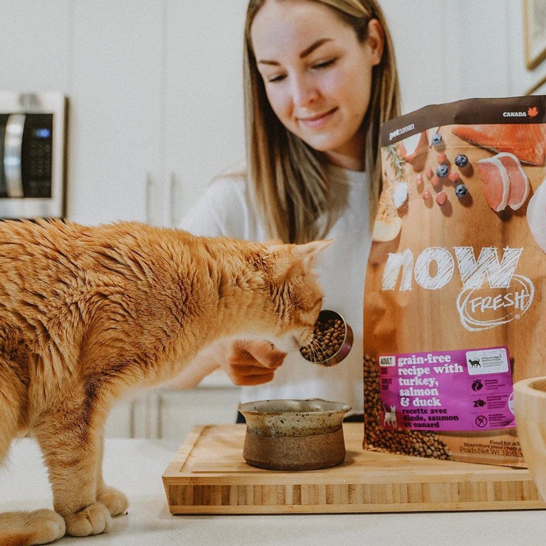 【猫主食】now 鲜肉无谷 成猫配方 天然粮 饲料 猫粮 室内猫 - 猫罐头/鲜食 - 新鲜食材 橘色