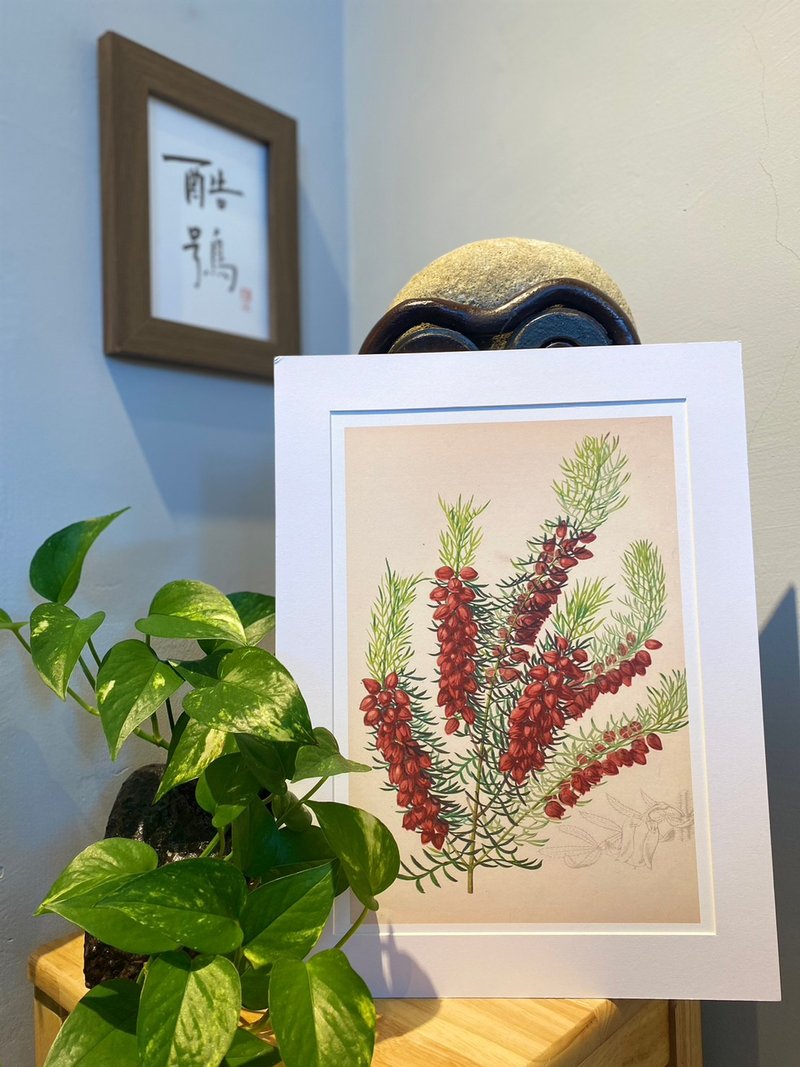 本店独立印制英国古典植物图鉴Flower Garden 花卉插画 - 海报/装饰画/版画 - 纸 
