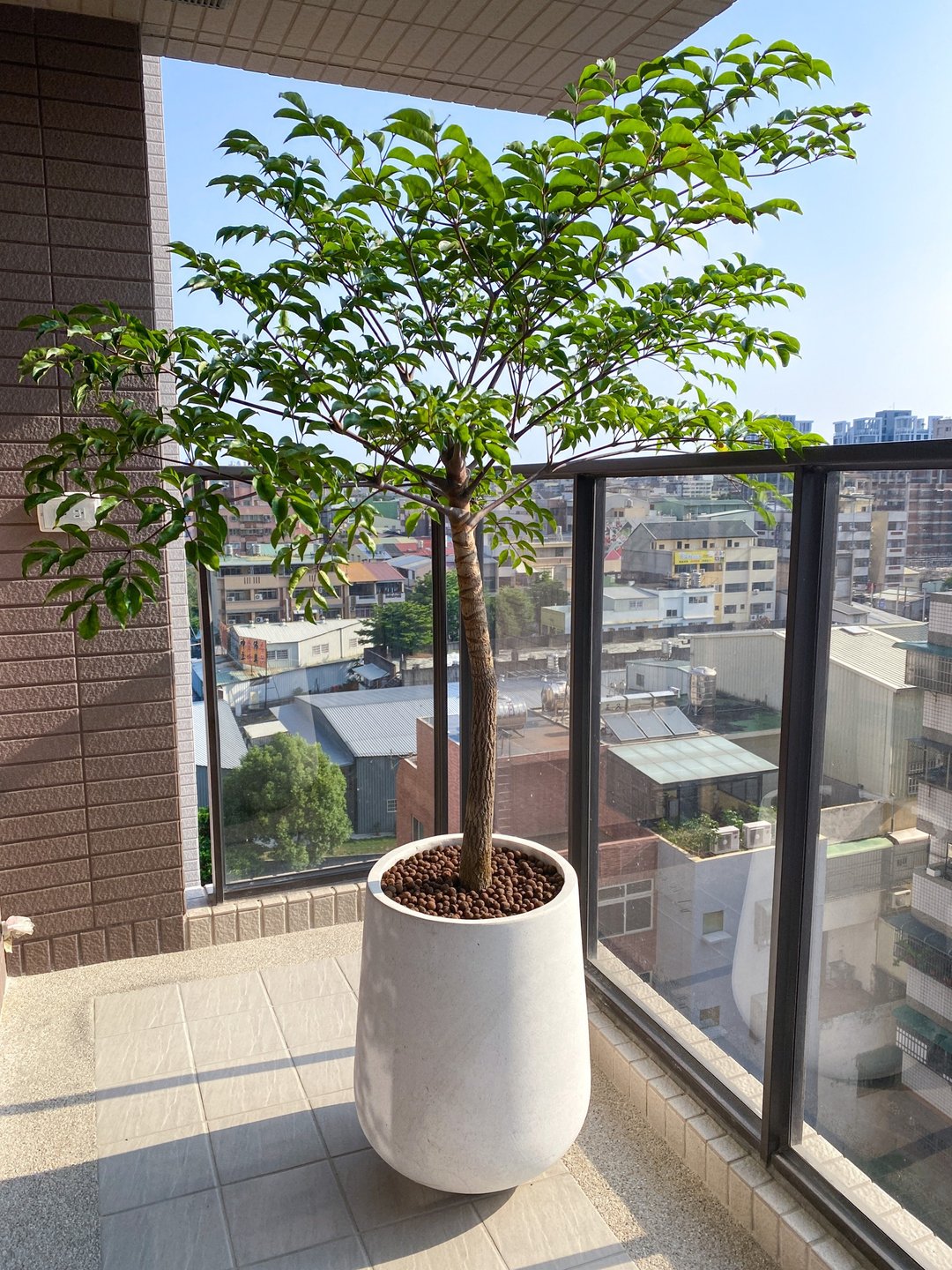 【高光植栽】森木凉伞 (M型)|水磨石高瓮盆(44cm) 订制请洽客服 - 植栽/盆栽 - 植物．花 