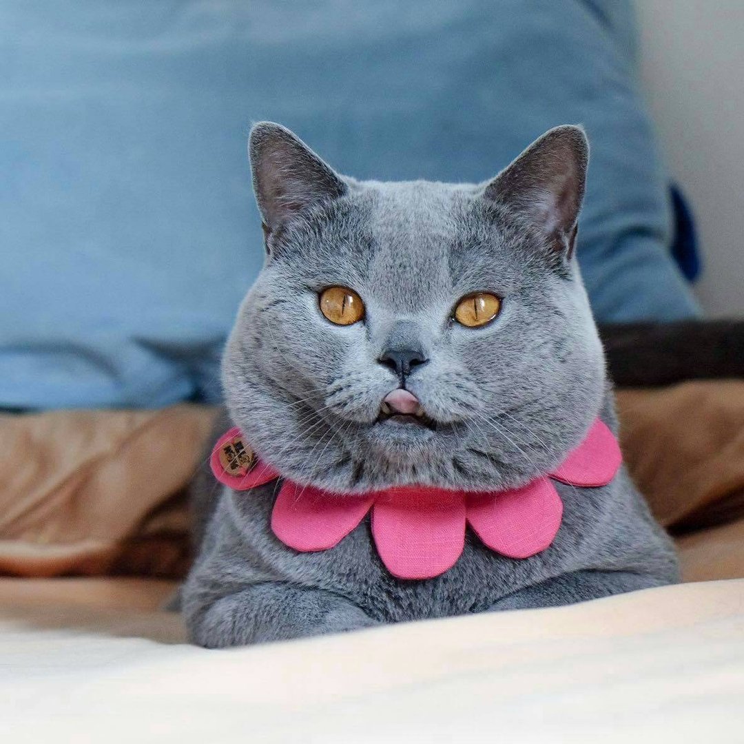 Ella Wang Design Flower petals collar 宠物 花瓣 颈圈 猫 狗 - 项圈/牵绳 - 棉 红色
