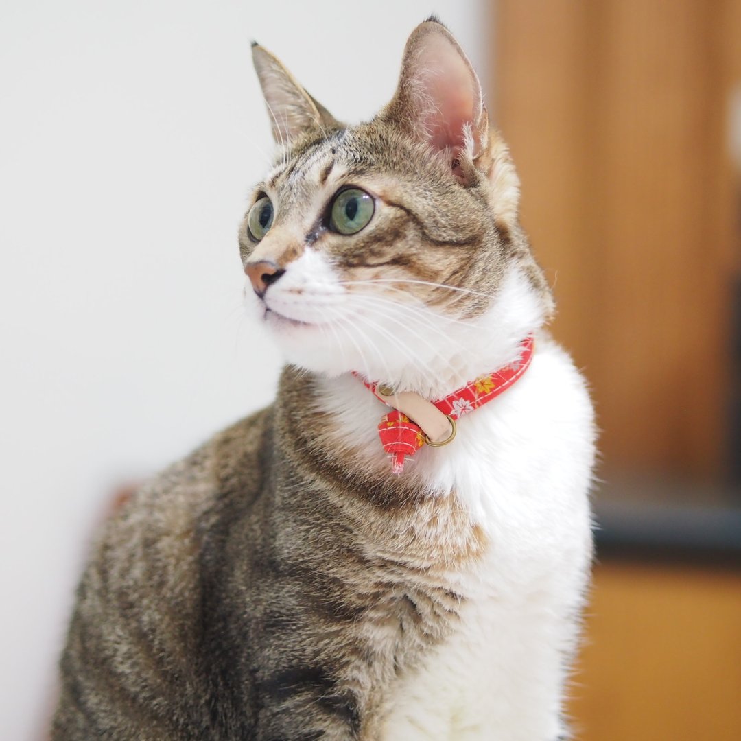 猫 项圈 喜鹊报喜 银漆 附铃铛 - 项圈/牵绳 - 真皮 