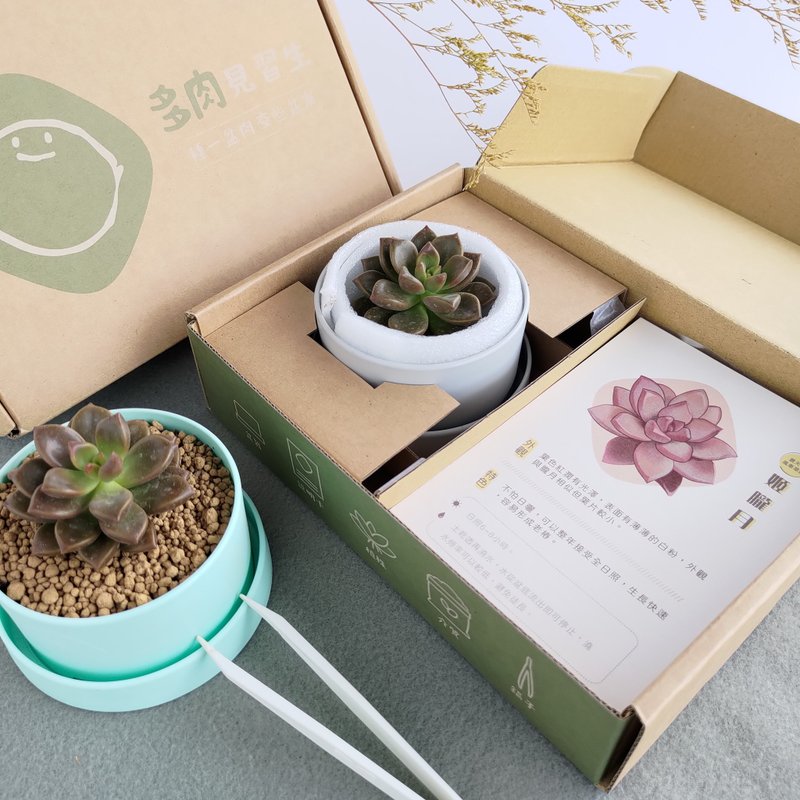 多肉盆栽组合包-姬胧月 - 植栽 - 植物．花 绿色