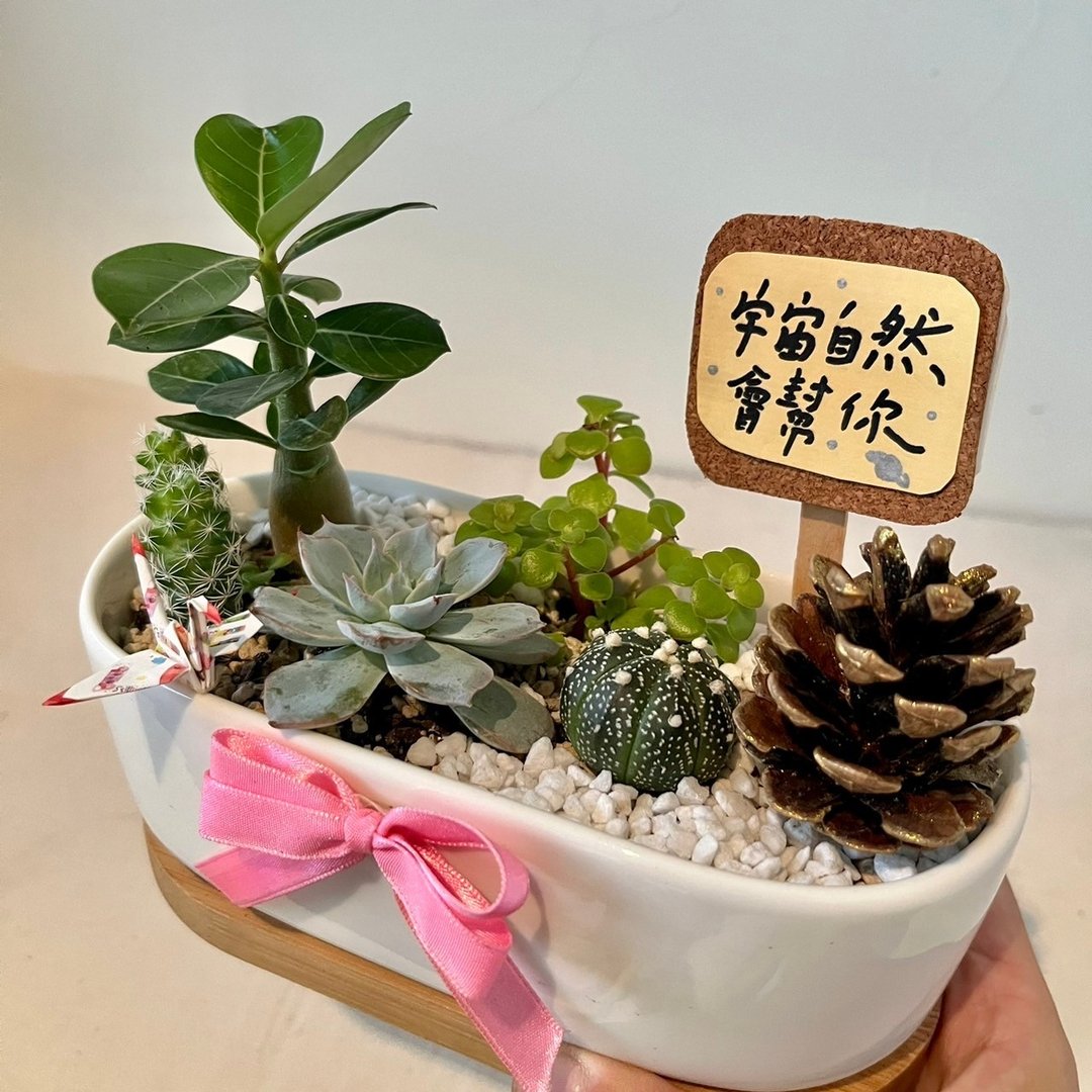 枯山水 松果 日式 开幕送礼 多肉组盆 多肉植物 创意盆栽 多肉盆 - 植栽/盆栽 - 植物．花 绿色