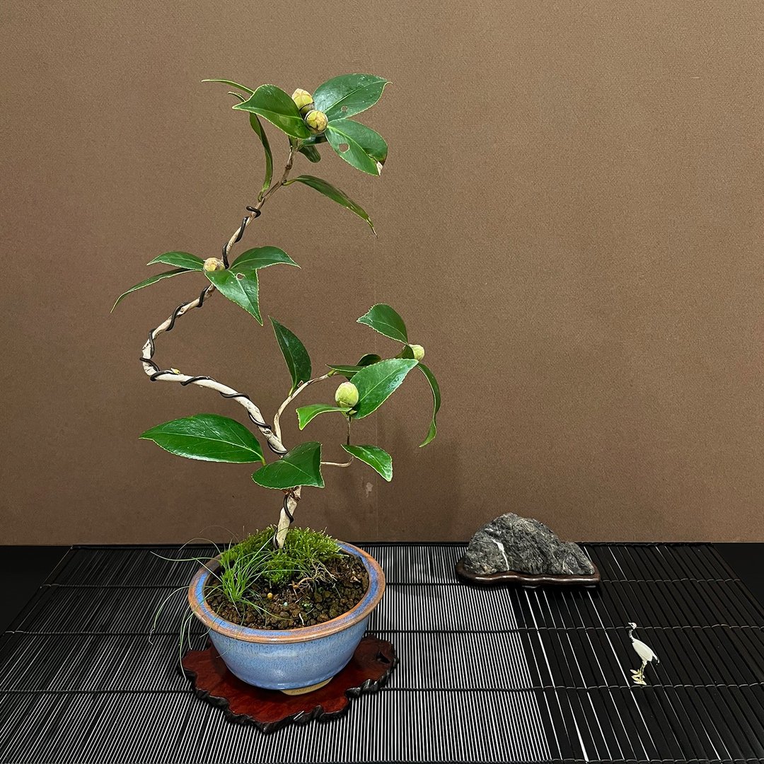友之浦椿∣中品茶花盆景盆栽 即将开花 - 植栽/盆栽 - 陶 