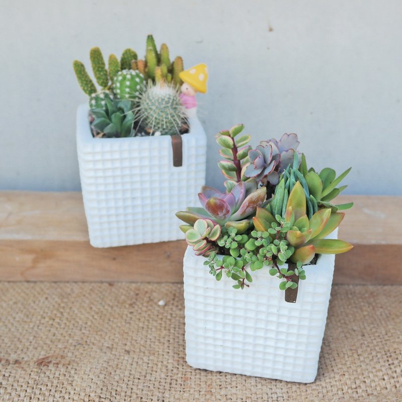 豆豆多肉植物与小杂货-素雅白方格纹植栽组合 - 植栽/盆栽 - 水泥 