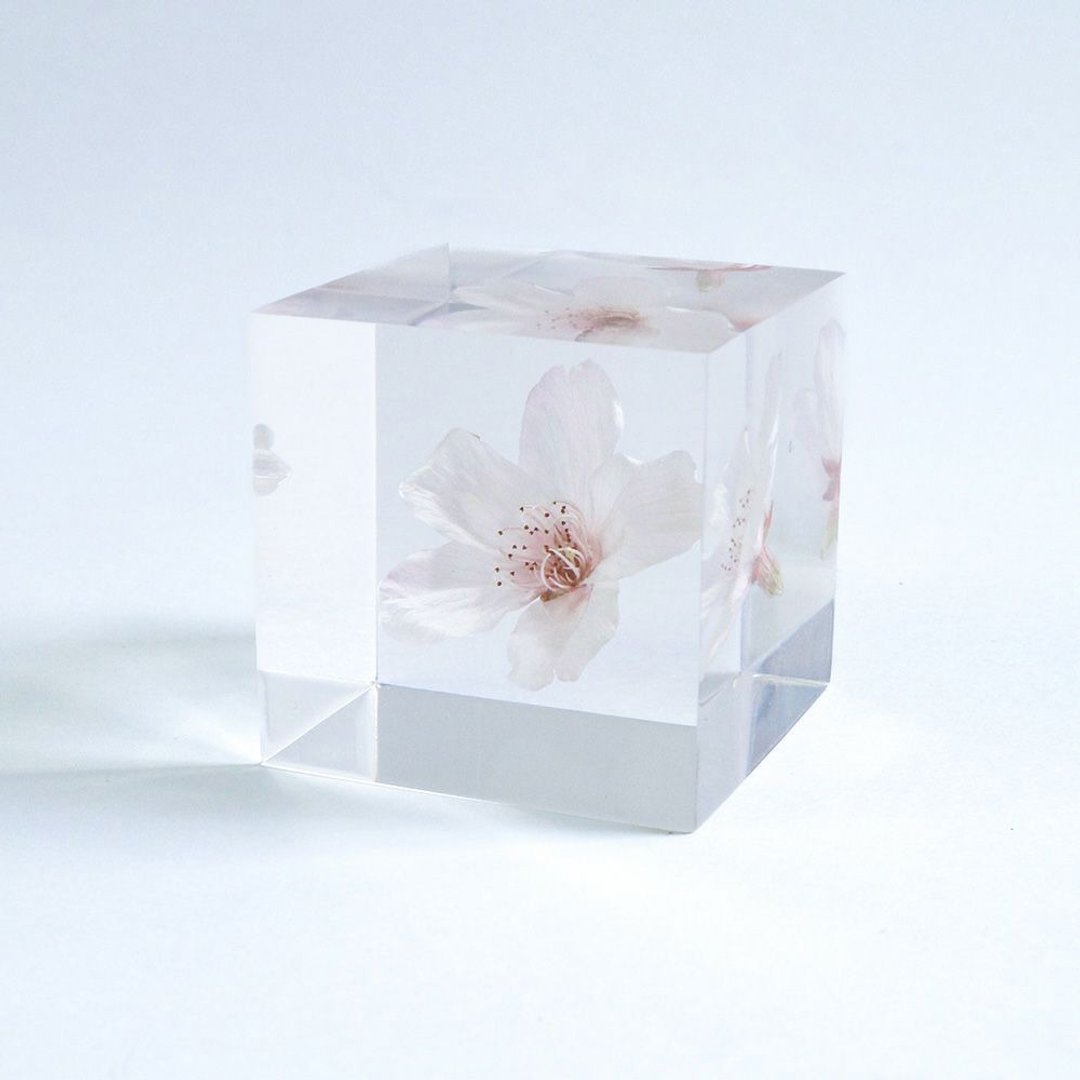 Sola cube 染井吉野樱立方块_清纯、高贵 - 摆饰 - 植物．花 透明