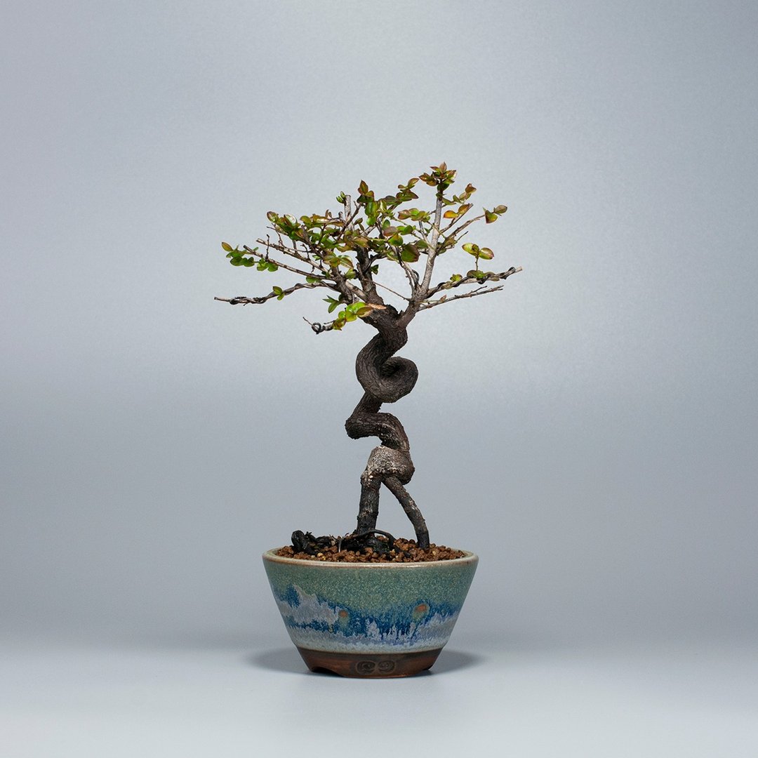 【小品盆景】小叶紫檀 禅意盆景 - 植栽/盆栽 - 植物．花 