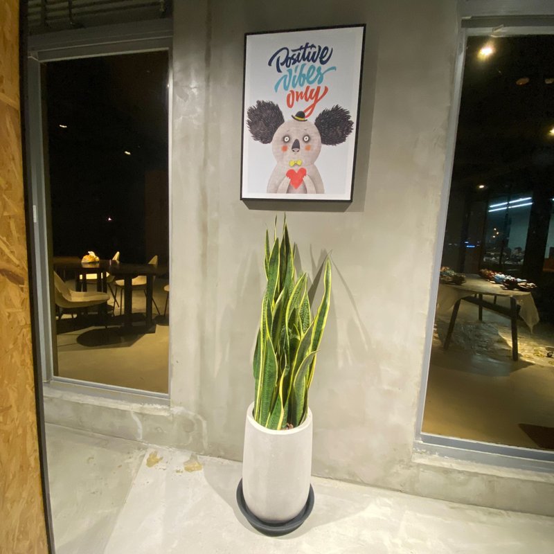 盆空间 开幕送礼室植栽 金边虎尾兰 水磨盆 - 植栽/盆栽 - 植物．花 