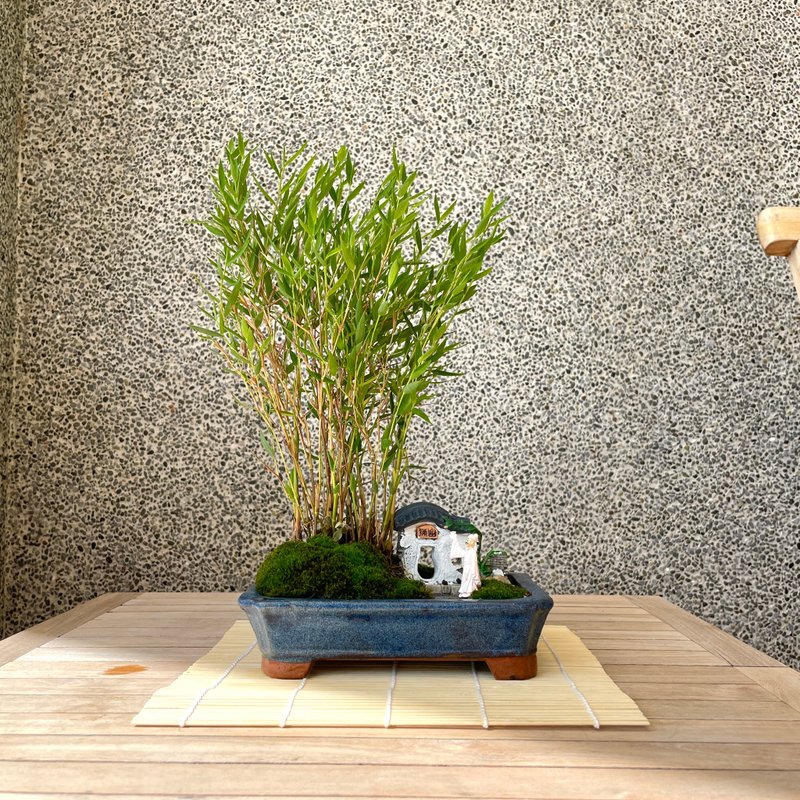 小品盆栽-日式竹组合 盆景 开幕送礼 - 植栽/盆栽 - 植物．花 