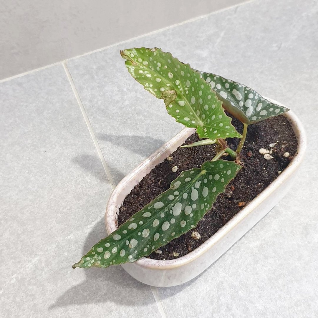 星点海棠 室内盆栽 净化空气 - 植栽/盆栽 - 瓷 卡其色