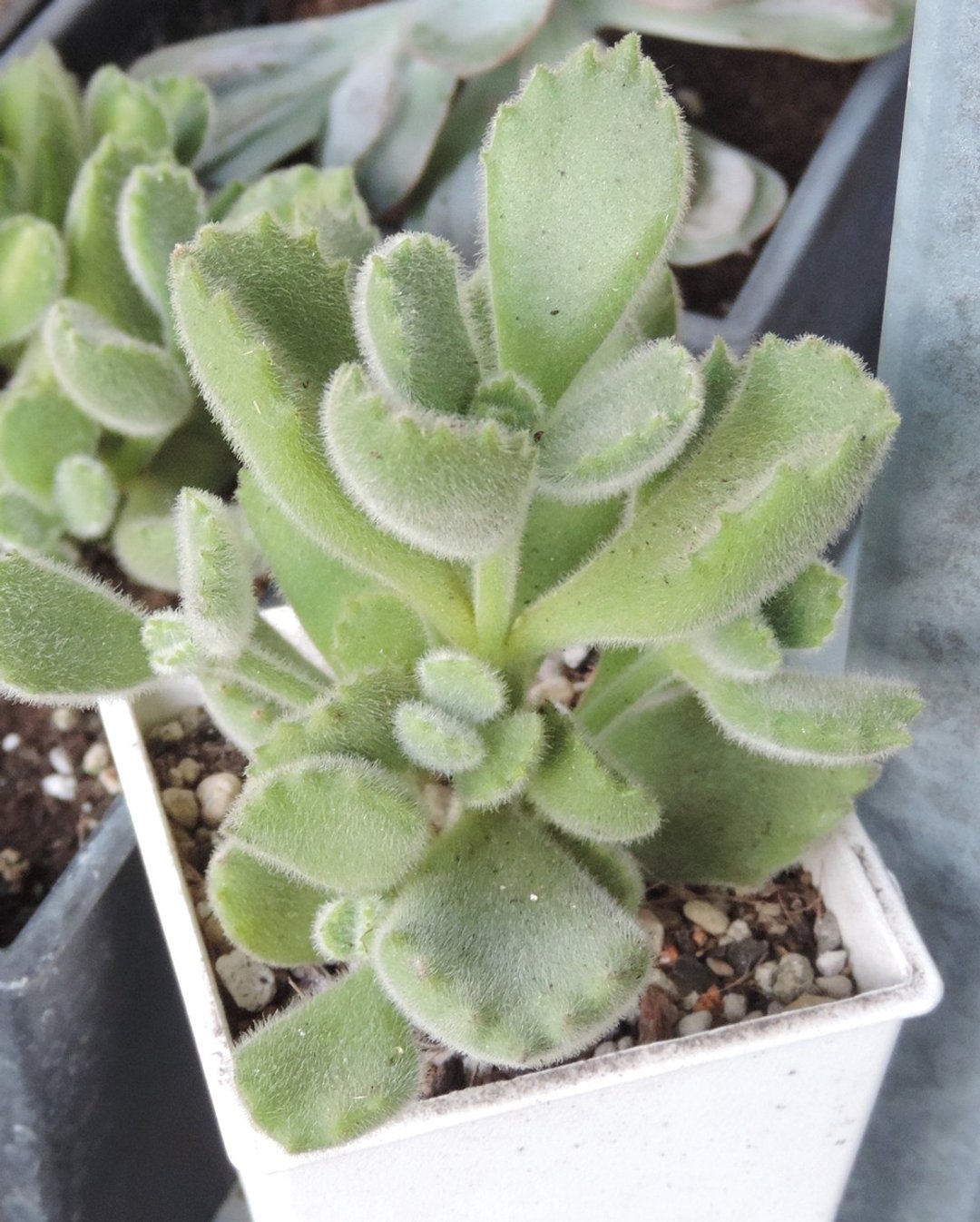 加购植栽- 多肉植物 · 熊童子 - 植栽/盆栽 - 植物．花 