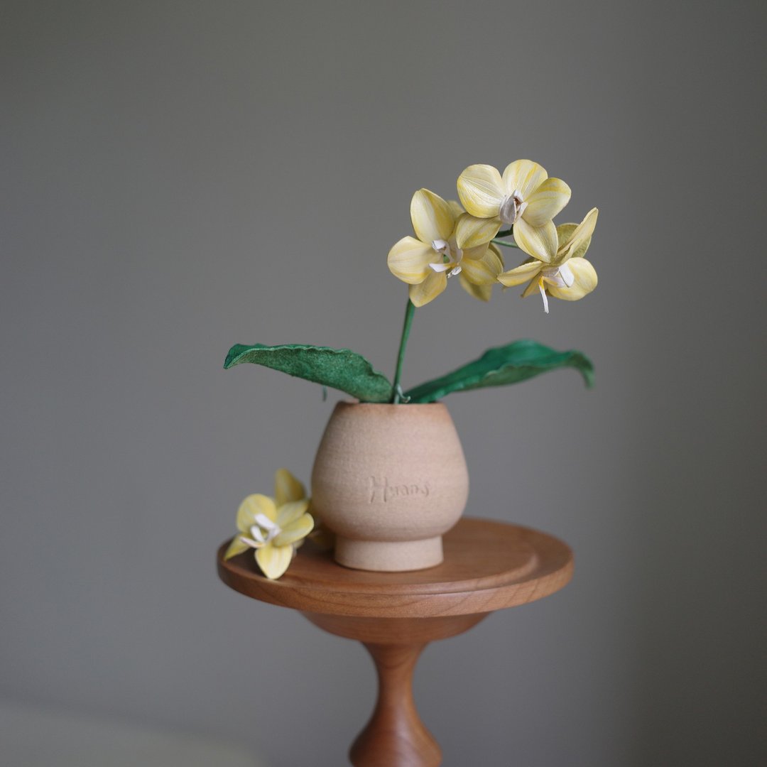 芳美金莎蝴蝶兰 Phalaenopsis Fangmei Green Light 皮革兰花 - 植栽/盆栽 - 真皮 