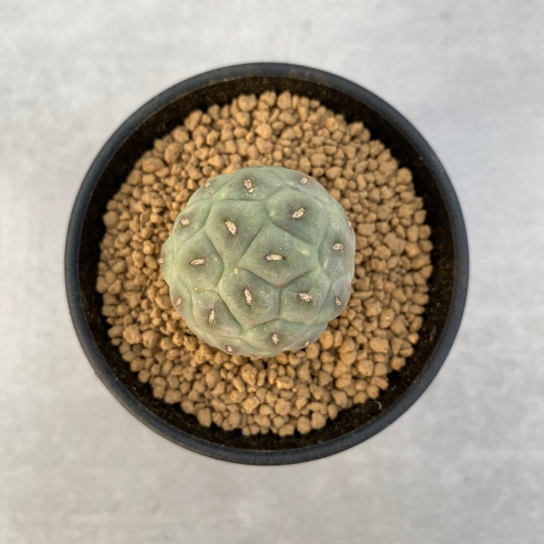 习志野 | 仙人掌科 | 多肉 仙人掌 | Tephrocactus geometricus - 植栽/盆栽 - 植物．花 