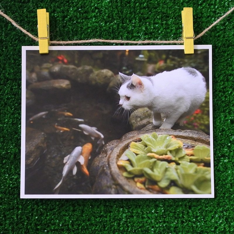 3猫小铺猫咪写真明信片(摄影:猫夫人) – 望眼欲穿 - 卡片/明信片 - 纸 