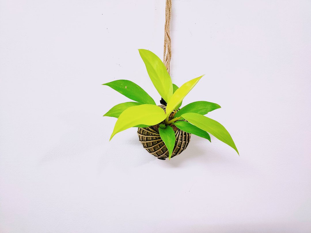 金锄蔓绿绒苔球│板植│居家装饰│室内植物 - 植栽/盆栽 - 植物．花 黄色