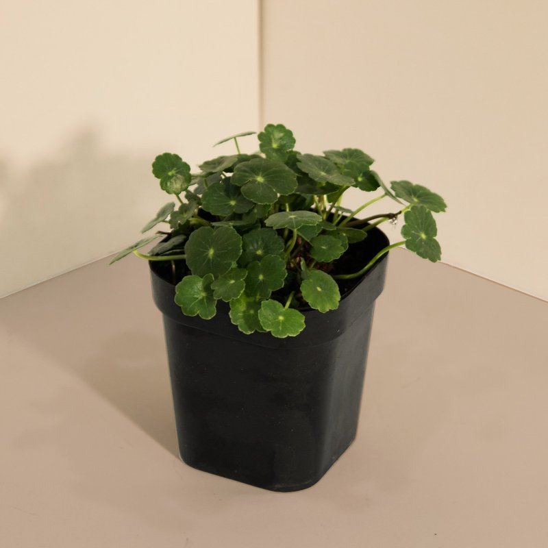 Whorled umbrella 野天胡荽_室内植栽 - 植栽/盆栽 - 植物．花 