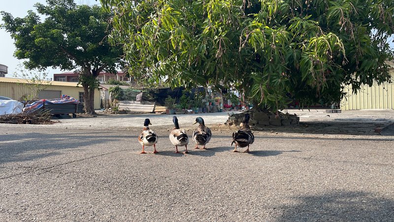 七彩湖 挑战纪念牌 - 吊饰 - 铜/黄铜 金色