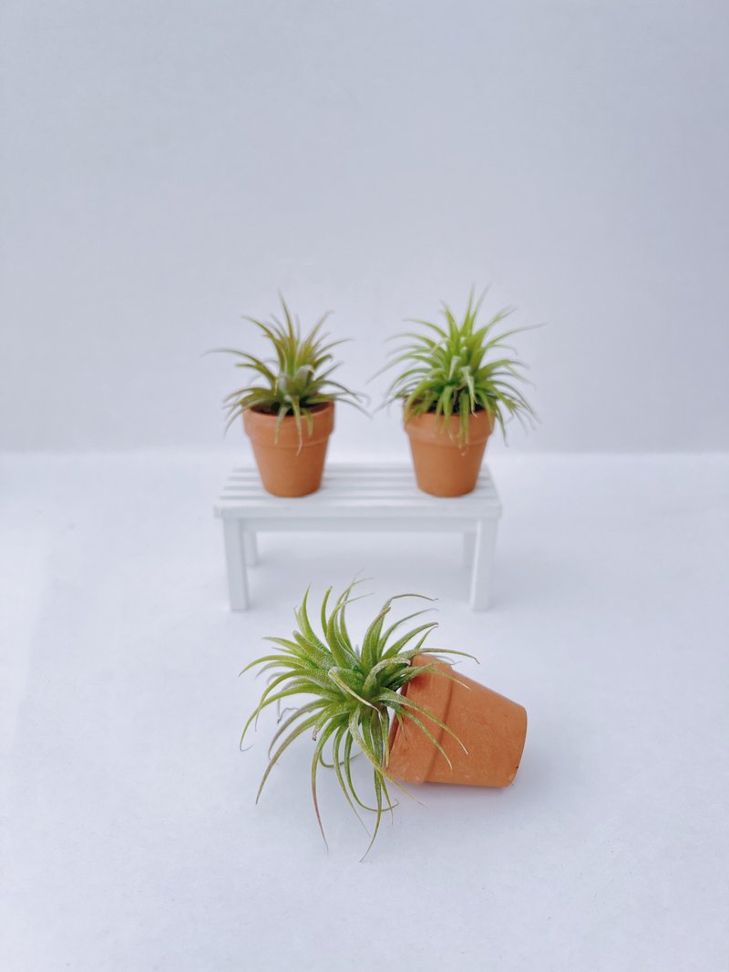 【新手友好】空气草BB Baby air plant with planter - 植栽/盆栽 - 植物．花 