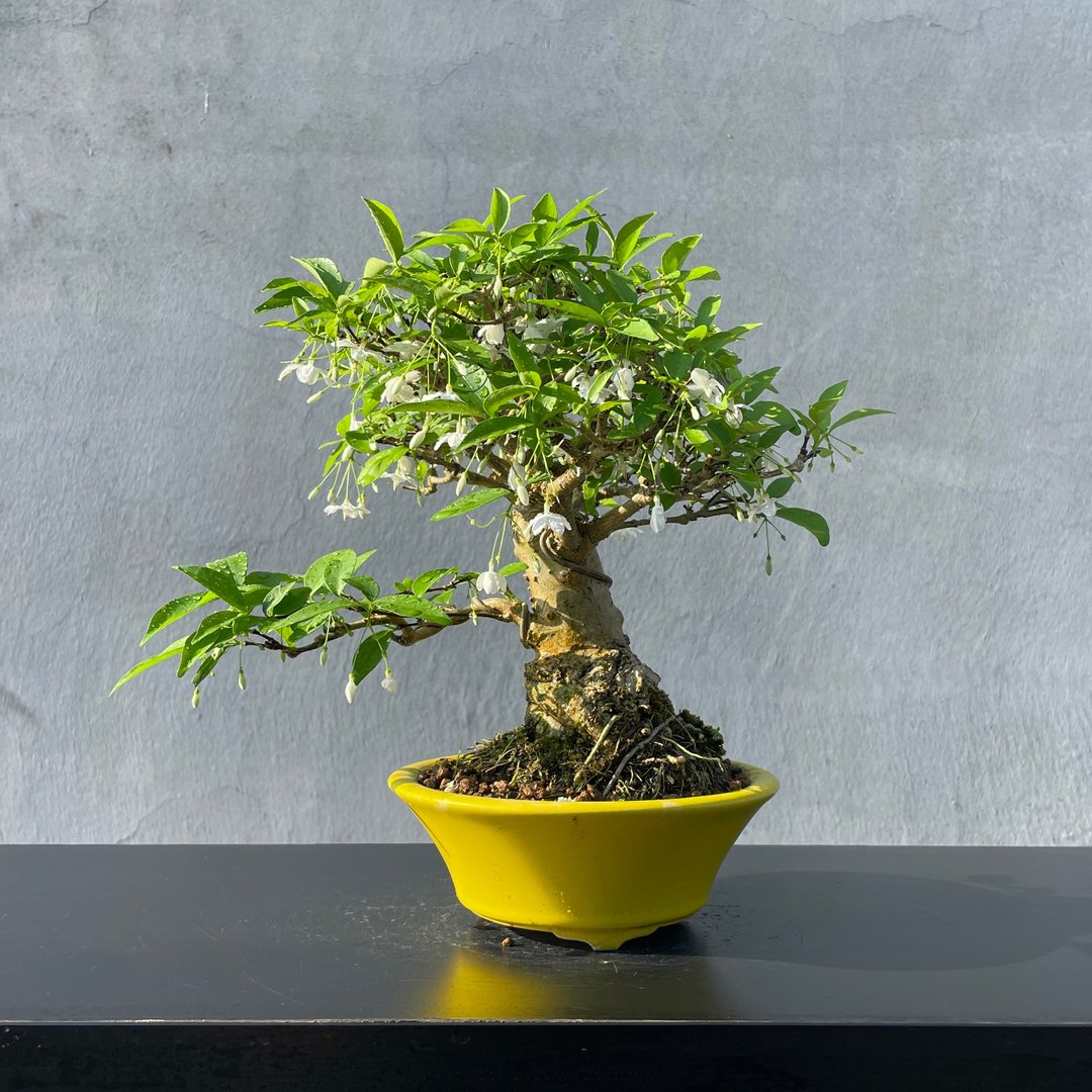 小品盆栽 - 香水梅 盆景 送礼 - 植栽/盆栽 - 植物．花 