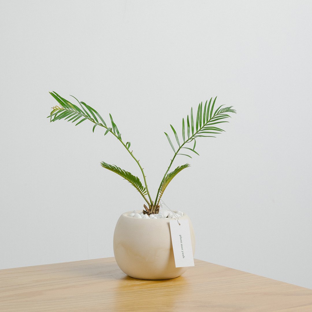 【新年情人节生日礼物】苏铁 铁树 Sago palm 盆栽 圣诞包装+卡 - 植栽/盆栽 - 植物．花 咖啡色