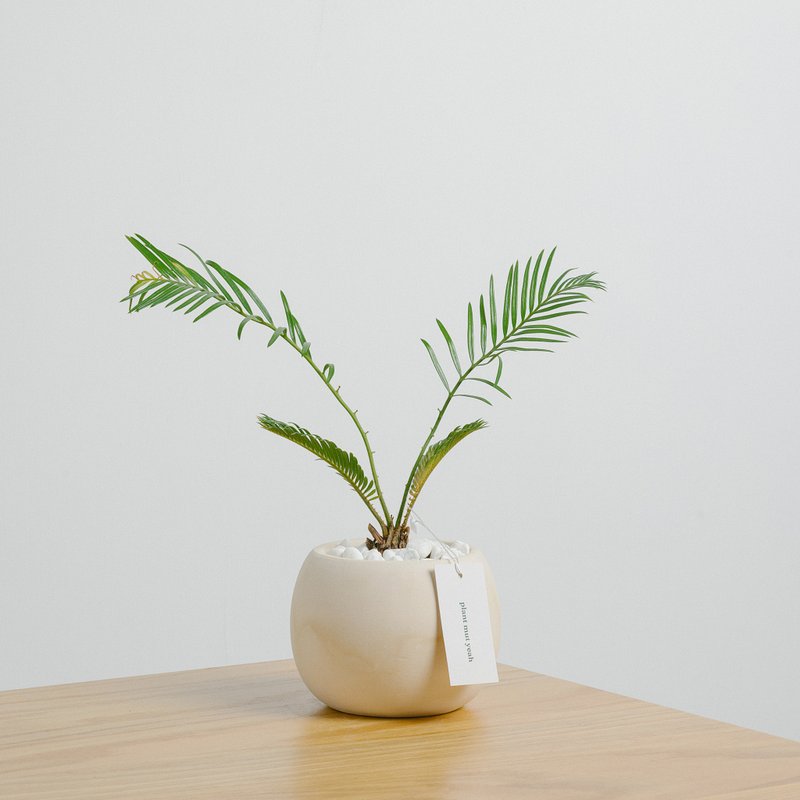 【新年情人节生日礼物】苏铁 铁树 Sago palm 盆栽 圣诞包装+卡 - 植栽/盆栽 - 植物．花 咖啡色