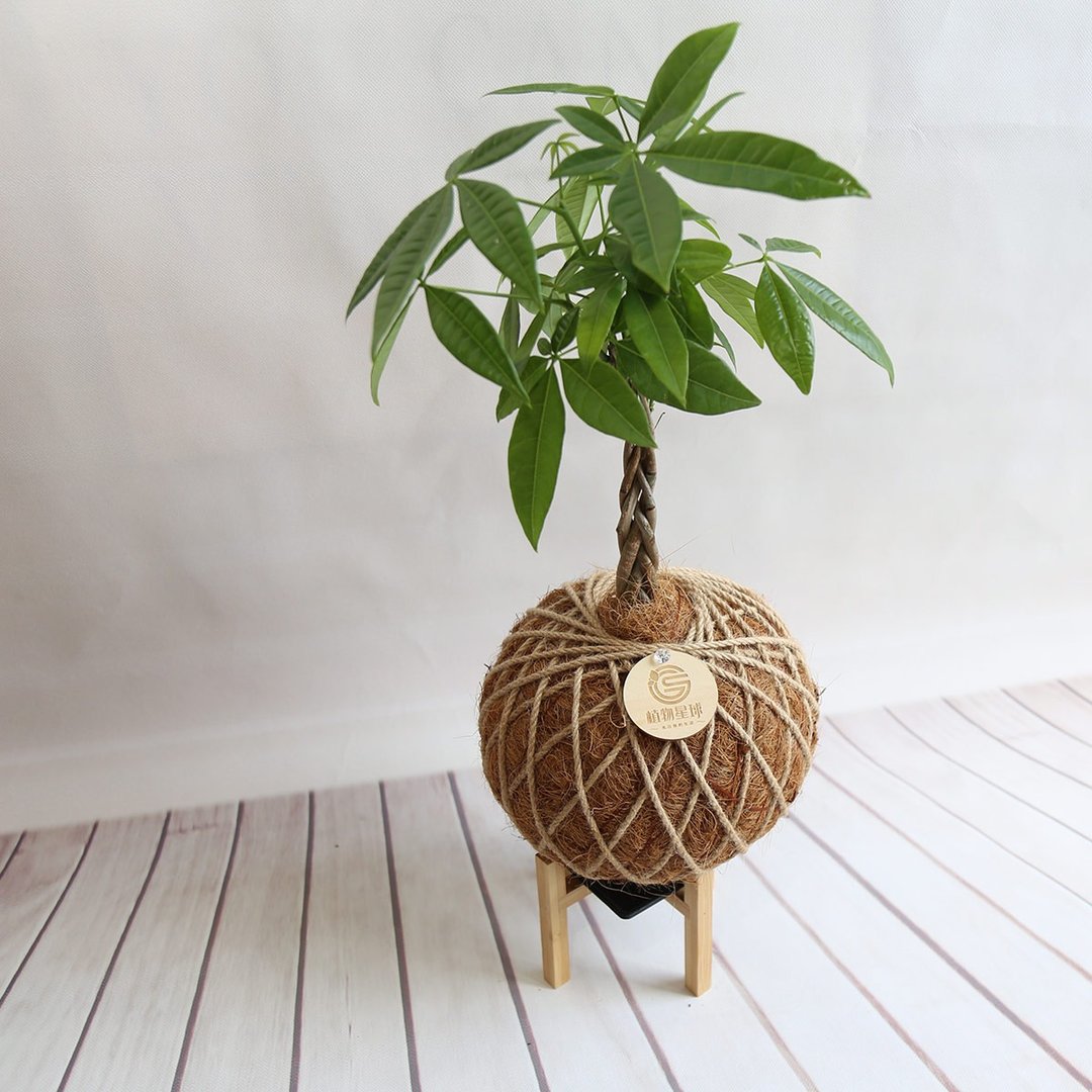 PD36 马拉巴栗大苔球 / 发财树苔球 室内植物 新年贺礼 - 植栽/盆栽 - 植物．花 