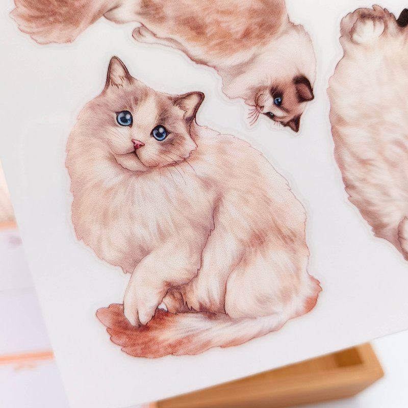 5K012_布偶貓A  /轉印貼紙 - 贴纸 - 其他材质 多色