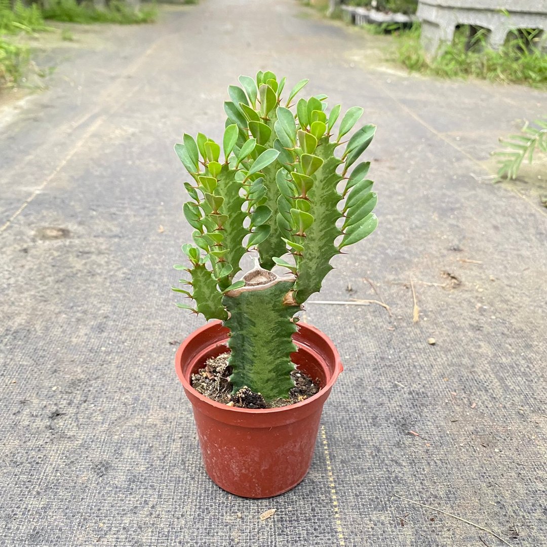 【豆豆多肉】【绿仙阁】乔迁│送礼│升迁│多肉植物 - 植栽/盆栽 - 植物．花 