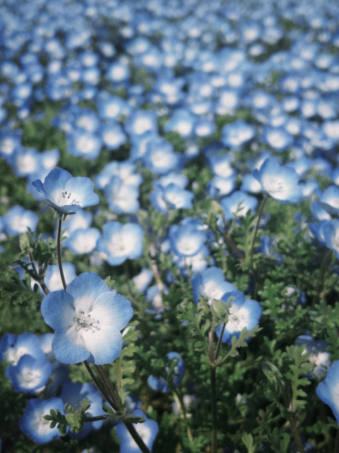 客订-花型五件 - 围嘴/口水巾 - 棉 灰色