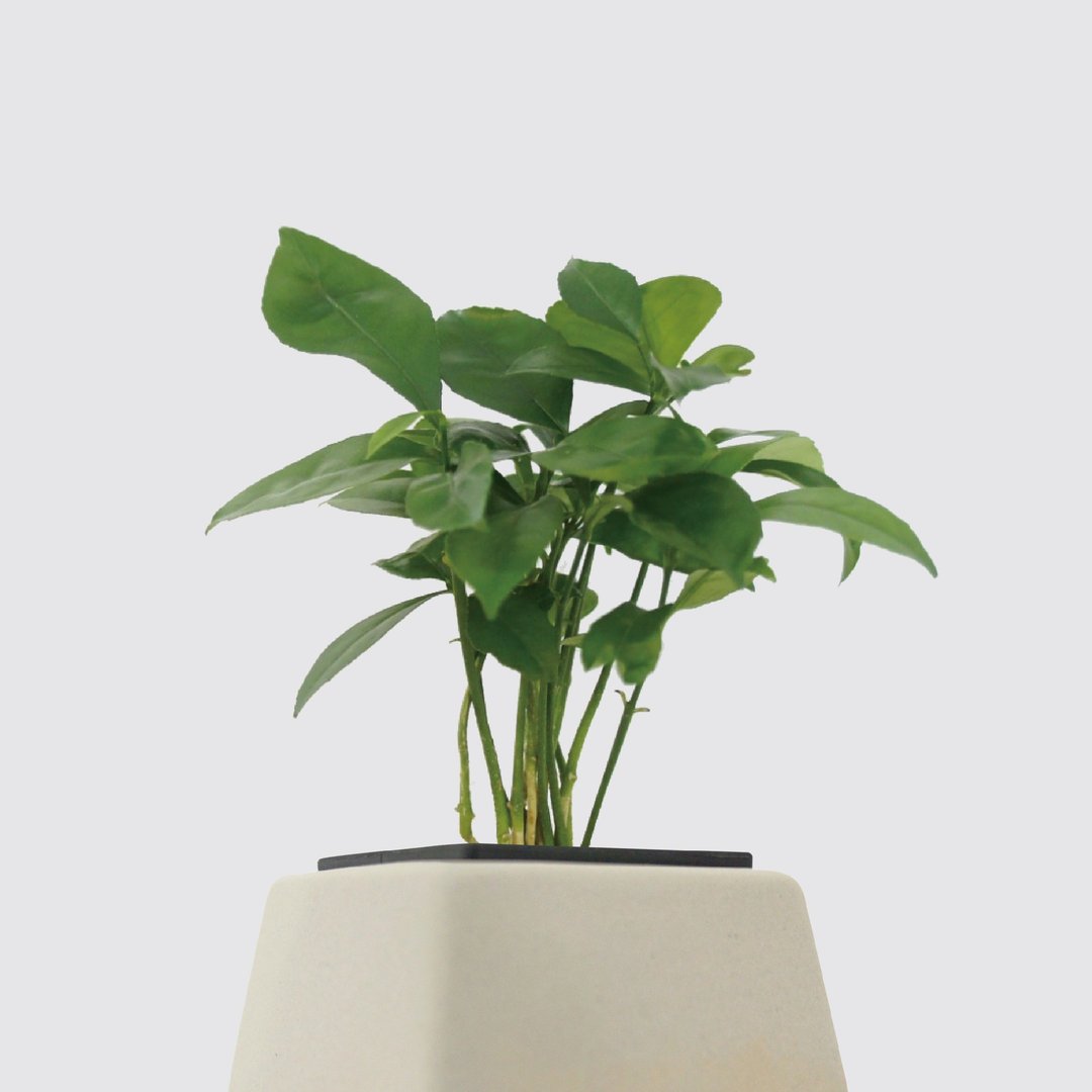 │ 方盆系列 │ 柚子叶 - 水耕盆栽 陶瓷盆器 室内植物 - 植栽/盆栽 - 植物．花 