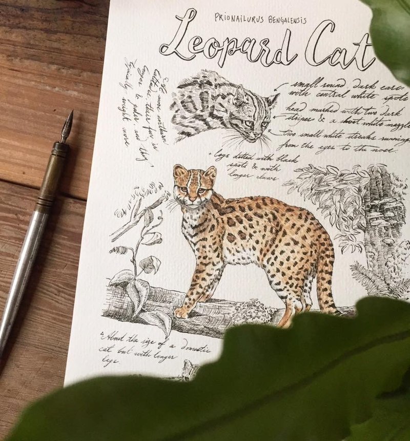 台湾野生动物系列卡片-石虎 - 卡片/明信片 - 纸 