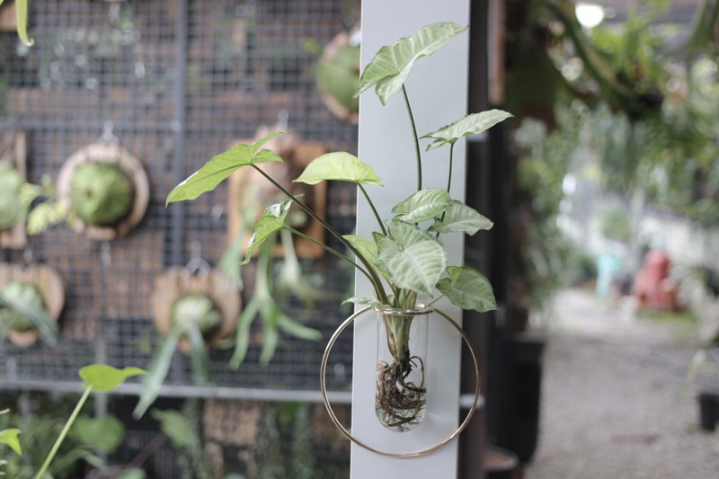 水培植栽│随意搭植物铁架壁挂_室内植物 办公室盆栽  店内摆设 - 植栽/盆栽 - 玻璃 