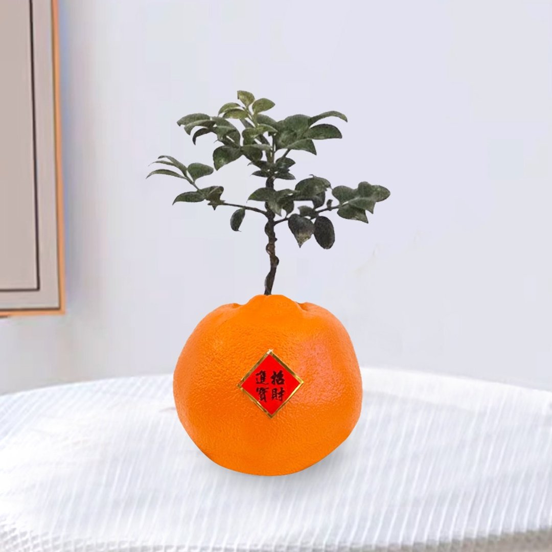 植栽 室内盆栽 大吉大利的橘子 竹柏 室内盆栽 - 植栽/盆栽 - 其他材质 橘色