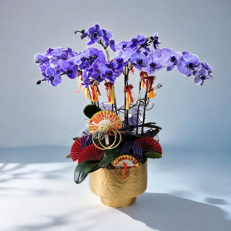 马卡龙大花蝴蝶兰8棵 GF00283 - 植栽/盆栽 - 植物．花 