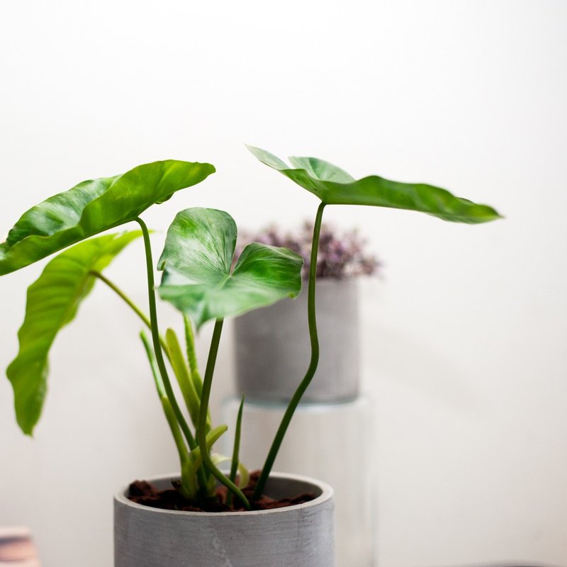 经典观叶 | 独角兽蔓绿绒 | 中型盆栽 | 居家布置 | 含水泥花盆 - 植栽/盆栽 - 植物．花 绿色