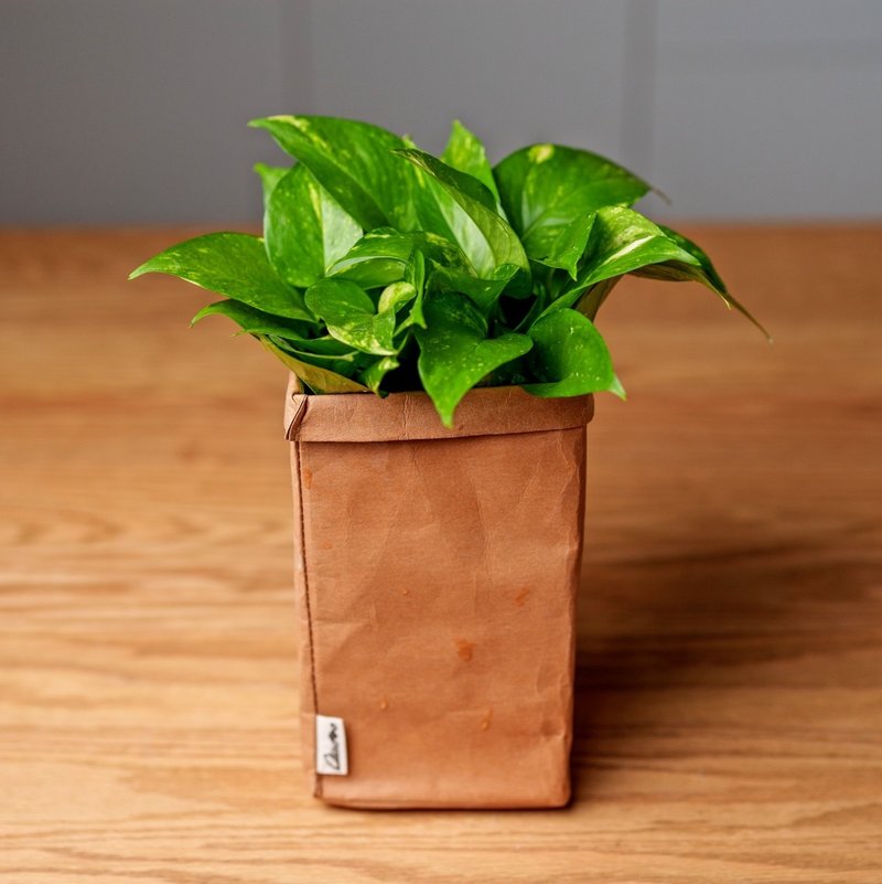 黄金葛 可水洗牛皮纸盆栽 桌上型盆栽 观叶植物 交换礼物 - 植栽/盆栽 - 植物．花 