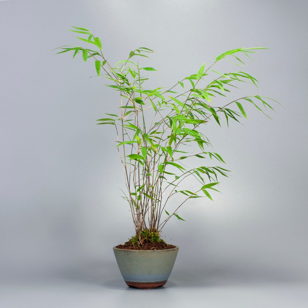 【风水植物】绿意盆景 招财聚气  美化居家 - 植栽/盆栽 - 植物．花 